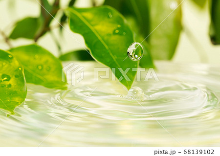 葉と水面 68139102