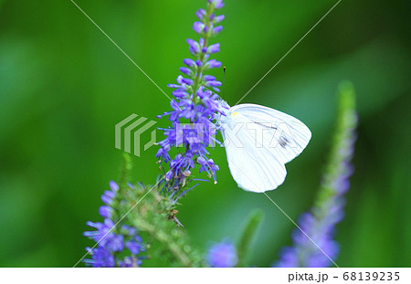 花と蝶 花で休む紋白蝶 吸蜜する紋白蝶 花蜜を吸うモンシロチョウ 蝶々蝶々 の写真素材