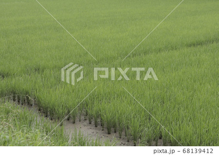 田んぼ 田んぼ 68139412
