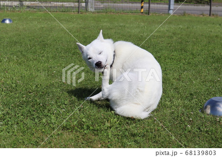 カリカリ掻いちゃう北海道犬の写真素材