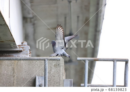 鳩の交尾開始! 鳩の交尾開始! 68139823