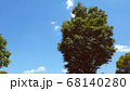 樹木と青空 68140280