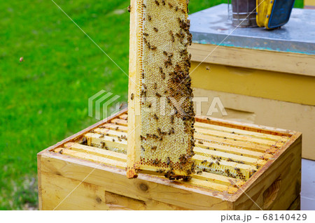 Beekeeper holds open frame with honeycombs filled 68140429