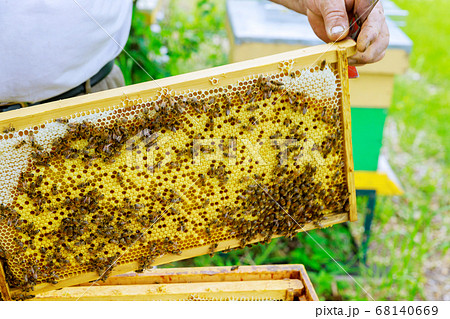 Beekeeper stands near the hives holding honeycomb Beekeeper stands near the hives holding honeycomb 68140669