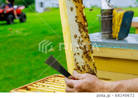 Beekeeping apiculture beekeeper works with bees 68140672