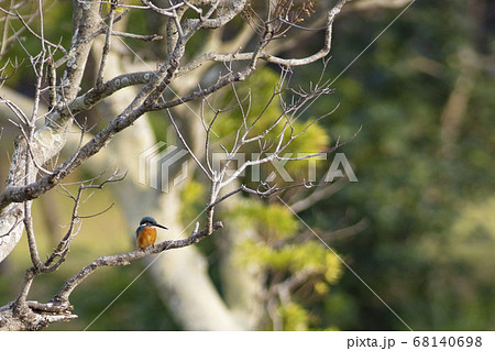 木から餌を観察するカワセミ 68140698