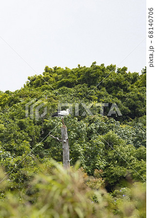 沖縄、屋我地島にて休憩中のコウノトリ 68140706