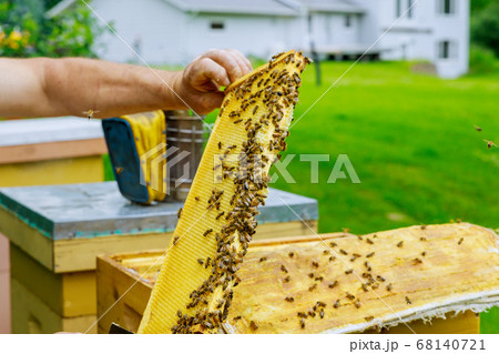 Beekeeper checks beehives with bees, caring for Beekeeper checks beehives with bees, caring for 68140721