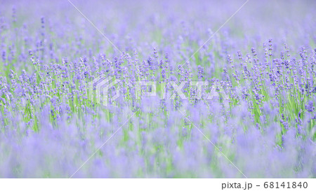 初夏の花　ラベンダー 68141840