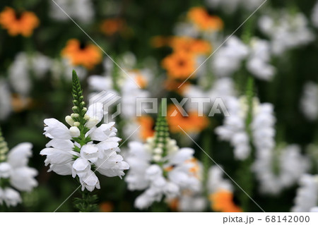 白いハナトラノオの花の写真素材