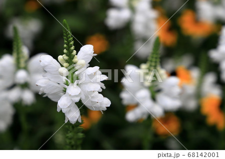 白いハナトラノオの花の写真素材