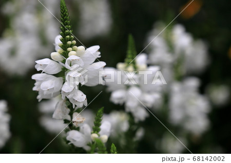 白いハナトラノオの花の写真素材