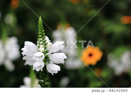 白いハナトラノオの花の写真素材