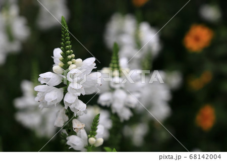 白いハナトラノオの花の写真素材