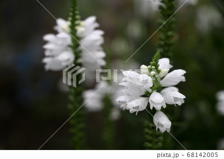 白いハナトラノオの花の写真素材