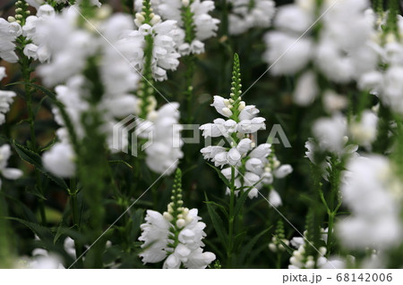 白いハナトラノオの花の写真素材 白いハナトラノオの花の写真素材