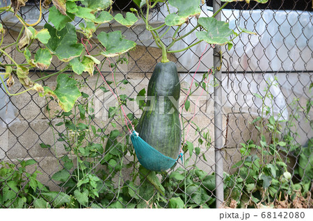 カボチャ ズッキーニ 葉 68142080