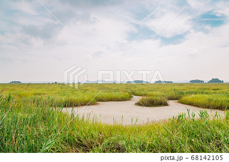 Green reed field at Hwaseong Fossilized Dinosaur Egg Site in Hwaseong, Korea 68142105