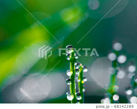 スギナの朝露 68142289