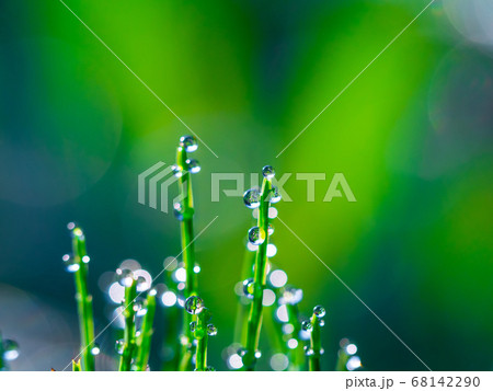 スギナの朝露 68142290