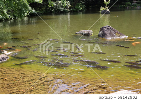 成田山の龍樹池にいる鯉 成田山の龍樹池にいる鯉 68142902