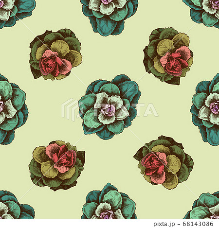 Seamless pattern with hand drawn colored brassica 68143086