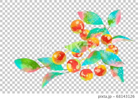 Checkerberry illustration 68143126