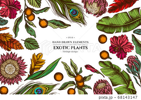 Floral design with colored banana palm leaves, hibiscus, solanum, bromeliad, peacock feathers, protea 68143147