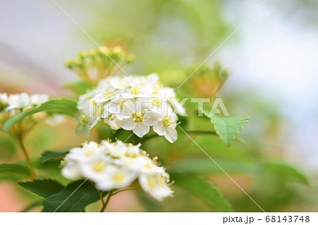 こでまりの花 春 素材 背景の写真素材