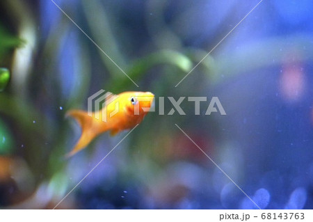 青い世界の中で泳ぐ黄色いグッピー 68143763
