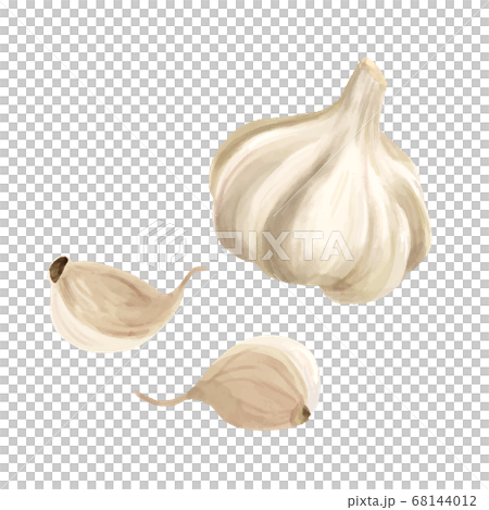 Watercolor-touched garlic whole and one piece Watercolor-touched garlic whole and one piece 68144012
