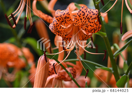 赤鬼を連想させる朱色に黒い斑点のあるオニユリの花の写真素材