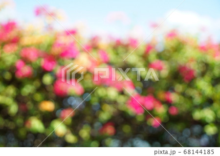花壇、植木、街路樹のイメージ、背景素材 花壇、植木、街路樹のイメージ、背景素材 68144185