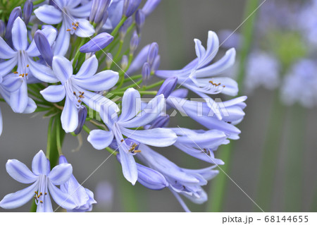 さわやかな涼感のある淡い青紫色の花を咲かせるアガパンサス 68144655