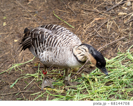 ハワイガン 68144708