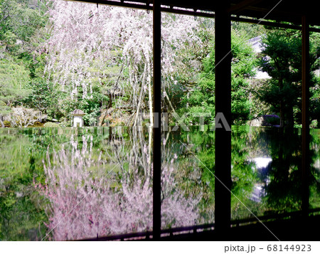 大津市　坂本　旧竹林院の枝垂れ桜 68144923