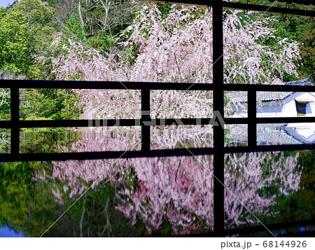 大津市　坂本　旧竹林院の枝垂れ桜 68144926