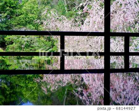 大津市 坂本 旧竹林院の枝垂れ桜 大津市 坂本 旧竹林院の枝垂れ桜 68144927