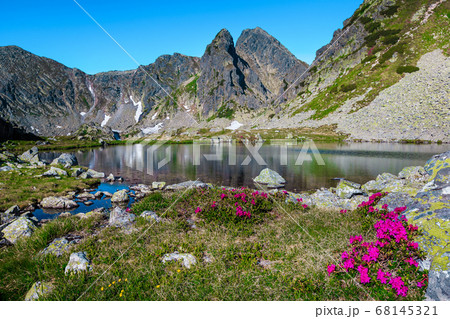 Pink rhododendron bush and Taul Portii glacier lake, Retezat mountains Pink rhododendron bush and Taul Portii glacier lake, Retezat mountains 68145321