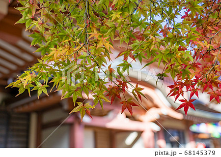 紅葉の始まりのもみじの木　緑から赤へ変化 68145379