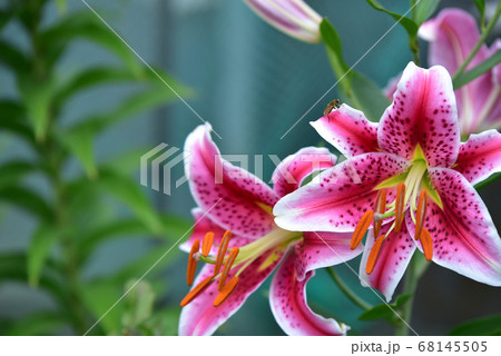 花 徳裕山 68145505