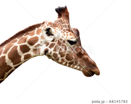 キリン キリン 68145783