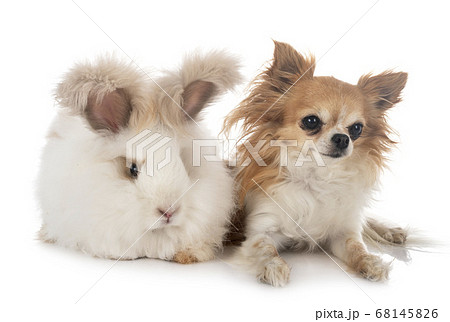 English Angora rabbit and chihuahua English Angora rabbit and chihuahua 68145826