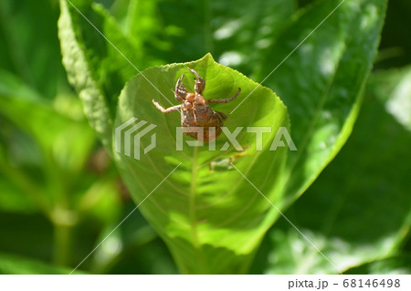 京都府立植物園 京都府立植物園 68146498