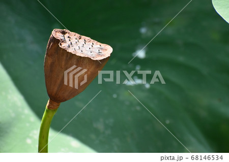 京都府立植物園 68146534