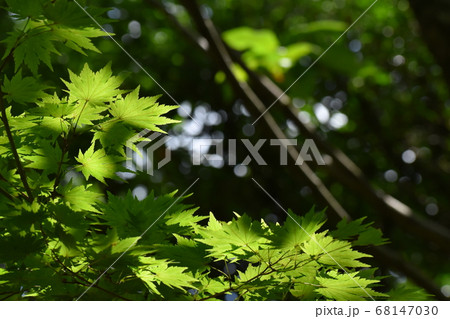 京都府立植物園 京都府立植物園 68147030