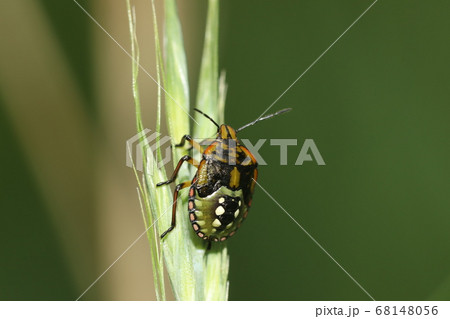 アオクサカメムシの幼虫 68148056