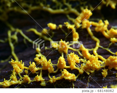 子実体を形成し始めた粘菌(変形菌)の変形体 子実体を形成し始めた粘菌(変形菌)の変形体 68148062