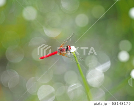 ハッチョウトンボ 68148179
