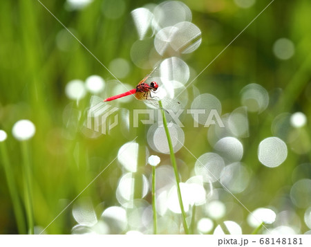 ハッチョウトンボ 68148181